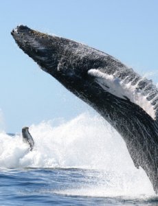 Звуки китов. Глубокий релакс