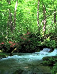 Колыбельная музыка для детей - звуки природы лес и река