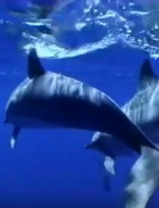Голоса дельфинов, релаксация и медитация