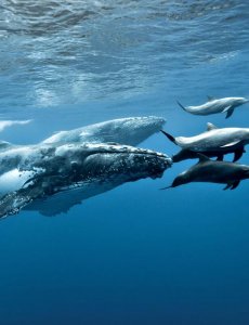 Подводное пение китов и дельфинов