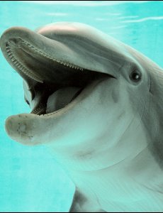Дельфины. Целебные звуки и песни дельфинов