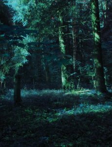 Ночной лес