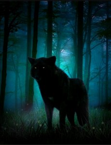 Звуки ночного леса - вой волка. Уханье совы. Пение сверчков. Писк летучих мышей