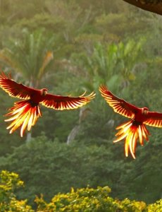 Леса Амазонки. Пение птиц