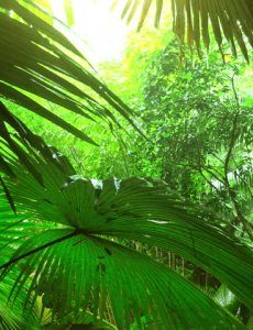 Звуки Тропического леса после дождя