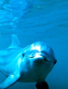 Звуки дельфинов - 3D Sound