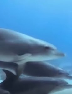 Дельфинотерапия. Исцеляющие звуки дельфинов
